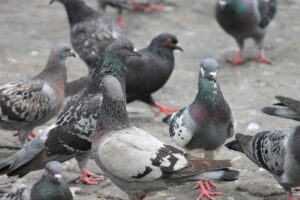 Controle de Pombos em Sorocaba: Mantendo Seu Espaço Livre de Aves Indesejadas