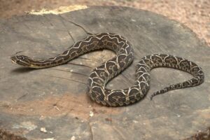 Controle de Cobras em Sorocaba: Como a Help Pode Manter sua Casa e Negócio Livres de Riscos