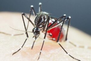 Combate da Dengue e Controle do Mosquito: A Importância da Prevenção para uma Comunidade Mais Segura