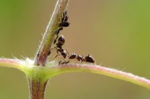 Controle de Formigas: Mantendo sua Casa Livre de Invasores Indesejados com a Help